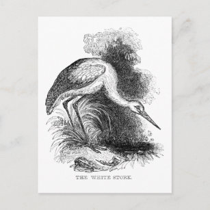 Postal Dibujo de vida salvaje de aves viejas de cigüeña b