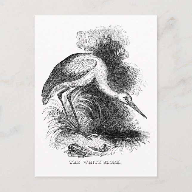 Postal Dibujo de vida salvaje de aves viejas de cigüeña b (Anverso)