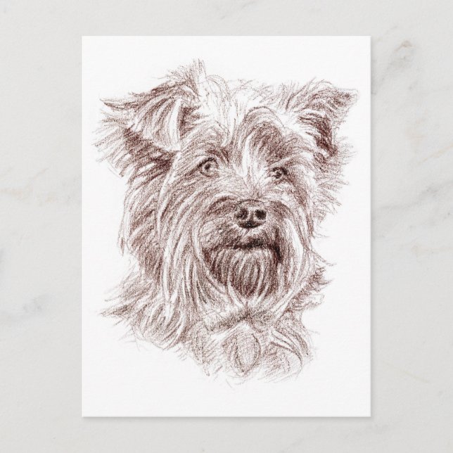 Postal Dibujo de Yorkshire Terrier (Anverso)