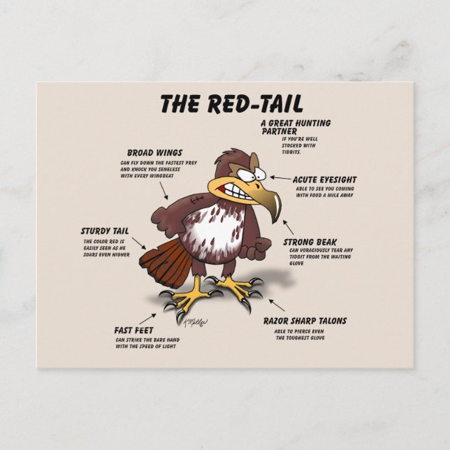 Postal Dibujo del halcón de cola roja (Anverso)