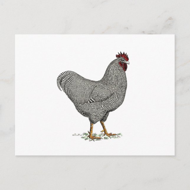Postal Dibujo del pollo de Plymouth Rock (Anverso)