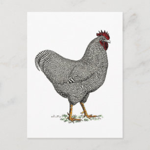 Postal Dibujo del pollo de Plymouth Rock