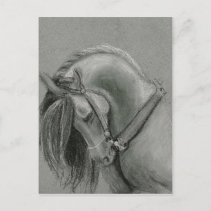 Postal Dibujo español de caballos por Lucinda Knowlton