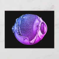 Dibujo Púrpura De Detalles De Béisbol Vintage Mode