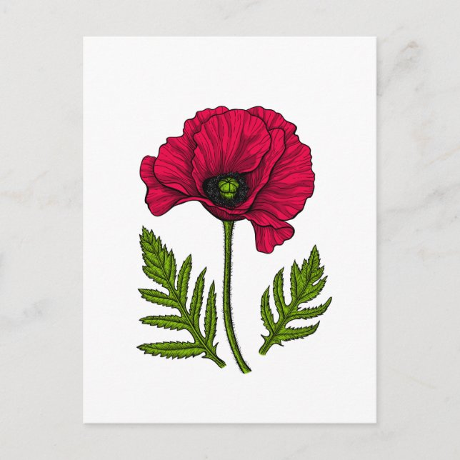 Postal Dibujo rojo de amapola 3 (Anverso)