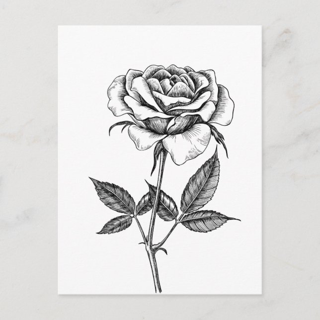 Postal dibujo Rosa (Anverso)