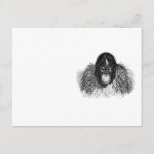 Postal Dibujo suave de simios blanco y negro en orangután