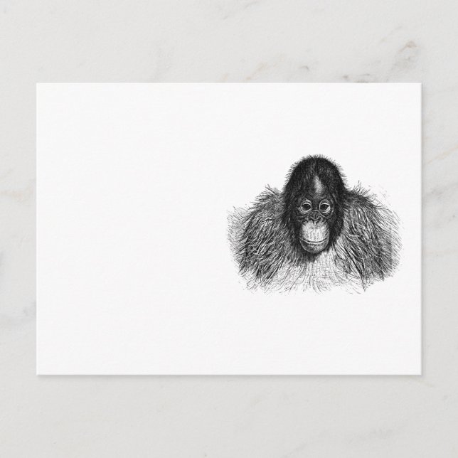 Postal Dibujo suave de simios blanco y negro en orangután (Anverso)