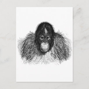 Postal Dibujo suave de simios blanco y negro en orangután