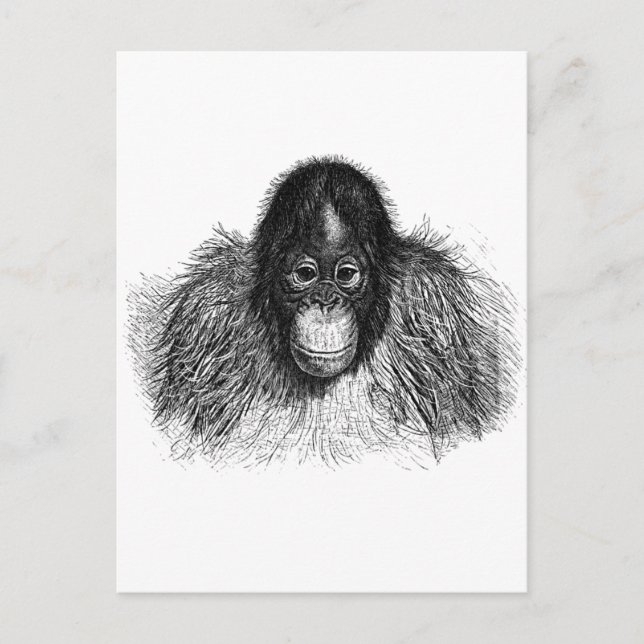 Postal Dibujo suave de simios blanco y negro en orangután (Anverso)