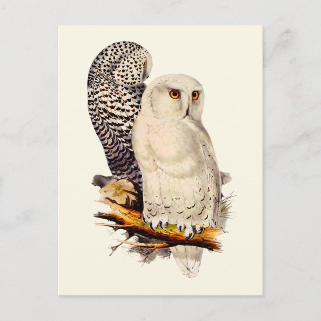 Postal Dibujo Vintage de Búho Blanco (Anverso)