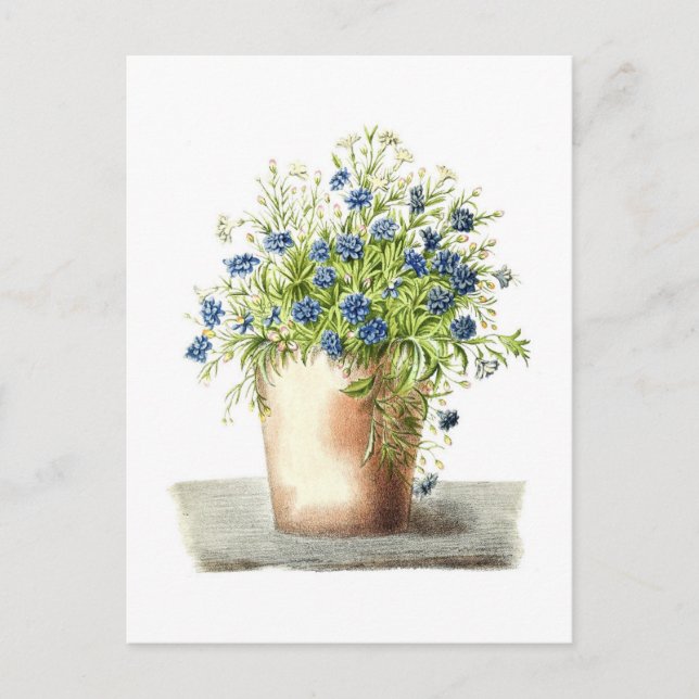 Postal Dibujo vintage de Garden Lobelia (Anverso)