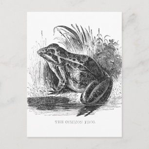 Postal Dibujo vintage de pluma y tinta de rana