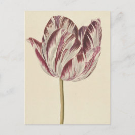 Postal Dibujo vintage de un tulipán blanco y rojo