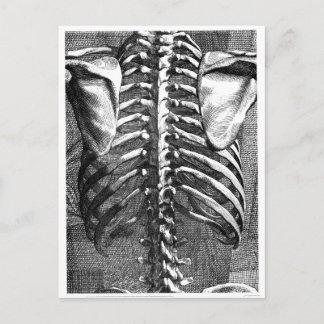 Postal Dibujo vintage de una columna vertebral y una cint