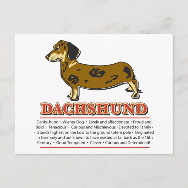 Postal Diccionario de Dachshund (Anverso)