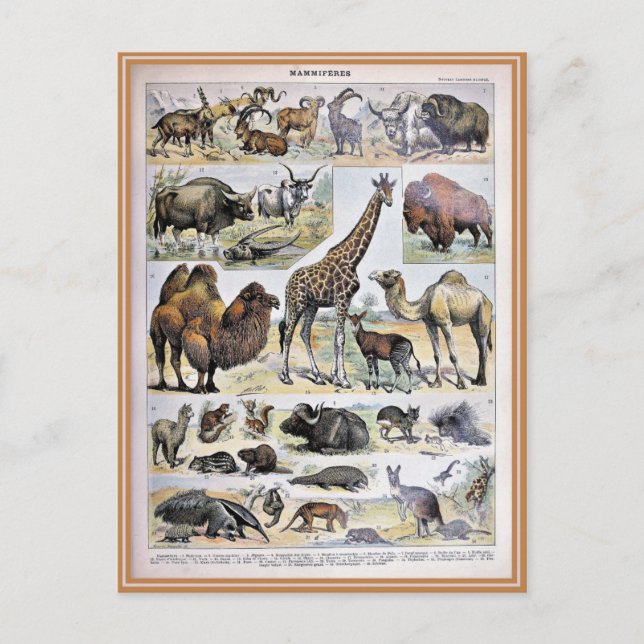 Postal diccionarios de ilustracion mammifères (Anverso)