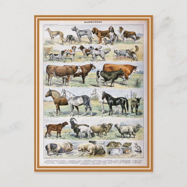 Postal diccionarios de ilustracion mammifères (Anverso)
