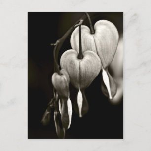 Postal Dicentra - Bleeding Hearts art Postcard (B&W)