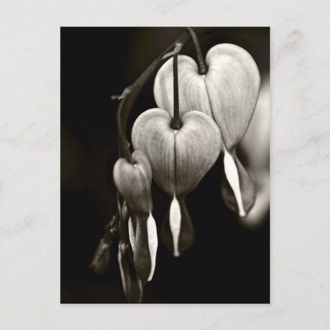 Postal Dicentra - Bleeding Hearts art Postcard (B&W) (Anverso)