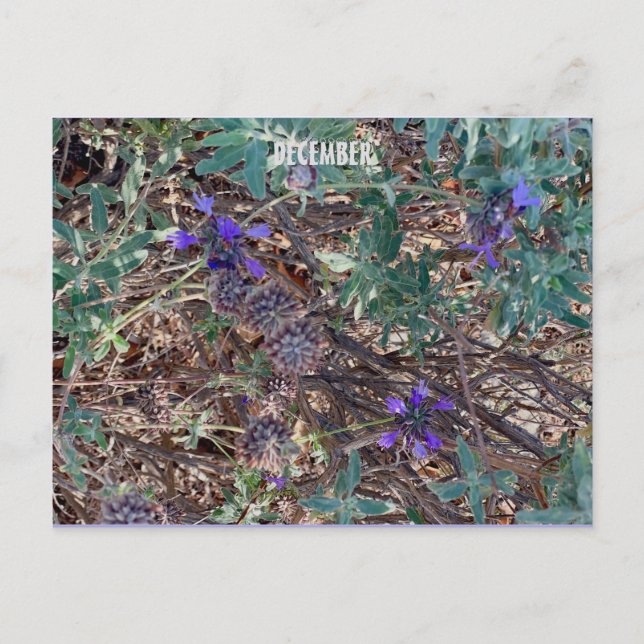 POSTAL DICIEMBRE (Anverso)