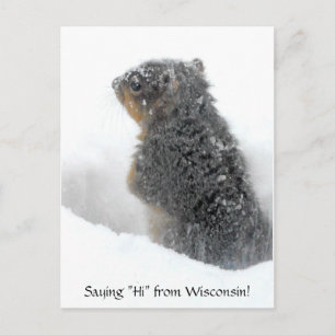 Postal Diciendo hola desde Wisconsin Snowy Squirrel