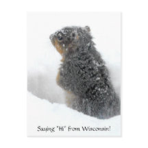 Diciendo hola desde Wisconsin Snowy Squirrel