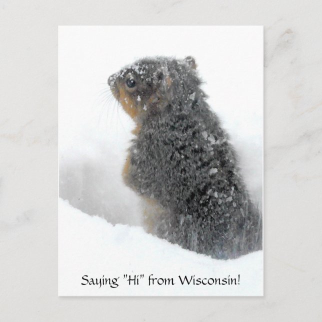 Postal Diciendo hola desde Wisconsin Snowy Squirrel (Anverso)