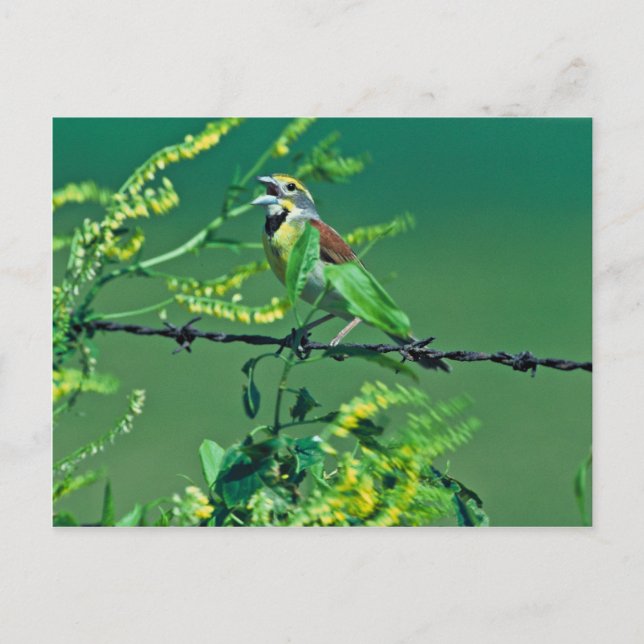 Postal Dickcissel (Anverso)