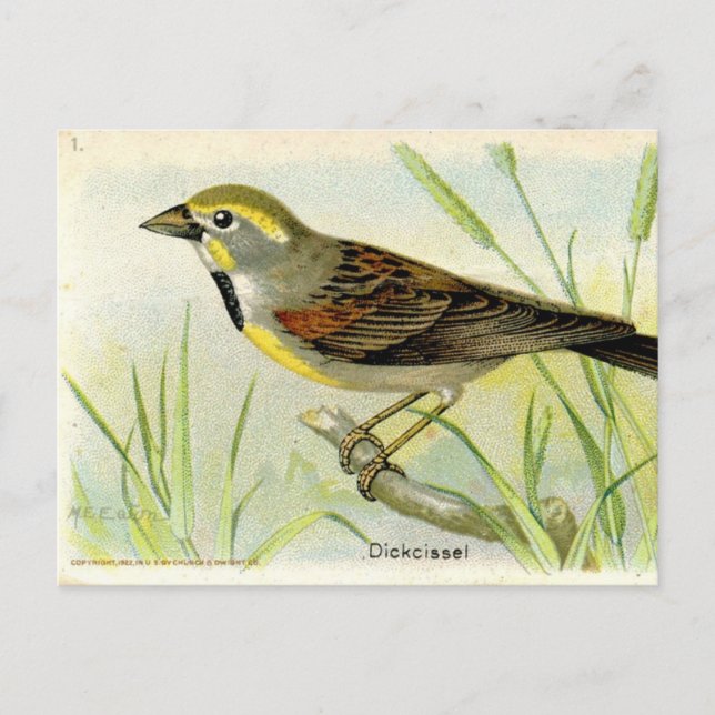 Postal Dickcissel (Anverso)