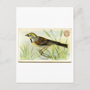 Postal Dickcissel