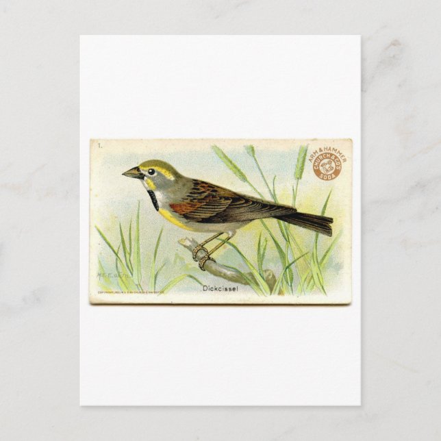 Postal Dickcissel (Anverso)