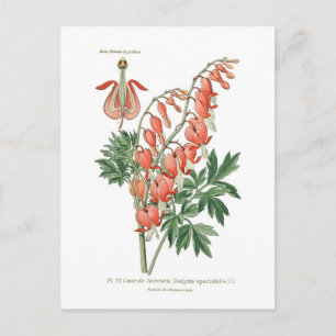 Postal Dielytra (Dicentra espectablis)