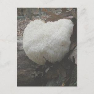 Postal Diente con hongos (Hericium erinaceus)
