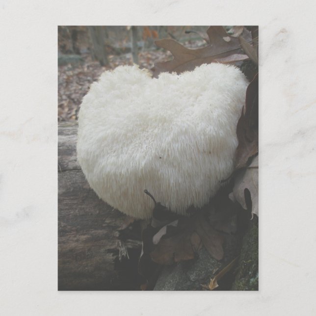 Postal Diente con hongos (Hericium erinaceus) (Anverso)