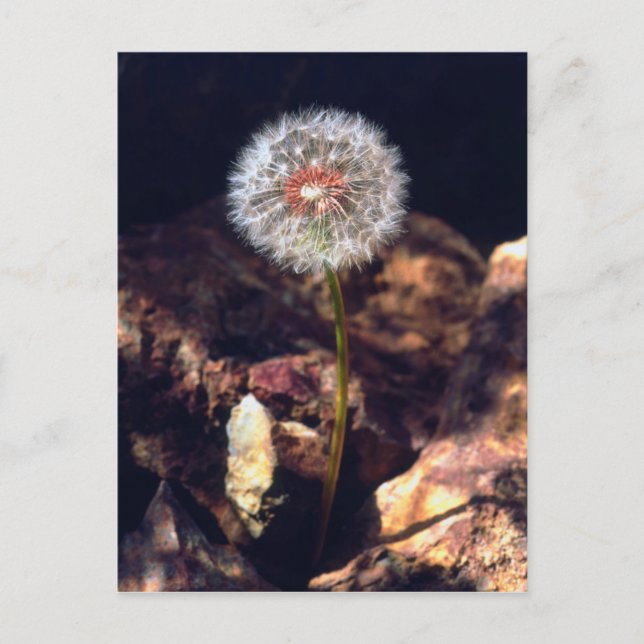 Postal Diente de león (Anverso)