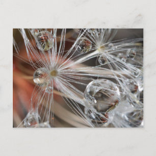 Postal Diente de León Abstracto