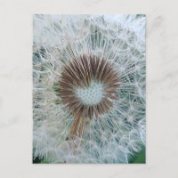 Diente de León Blanco Precioso
