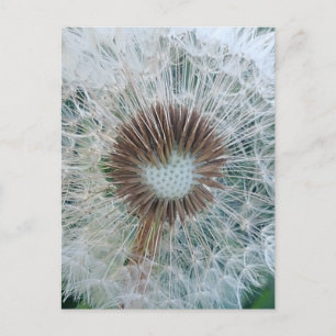 Postal Diente de León Blanco Precioso