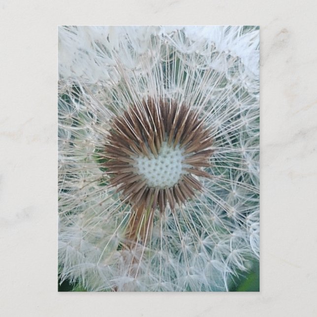 Postal Diente de León Blanco Precioso (Anverso)
