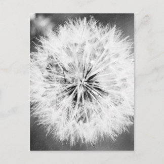 Postal Diente de león blanco y negro
