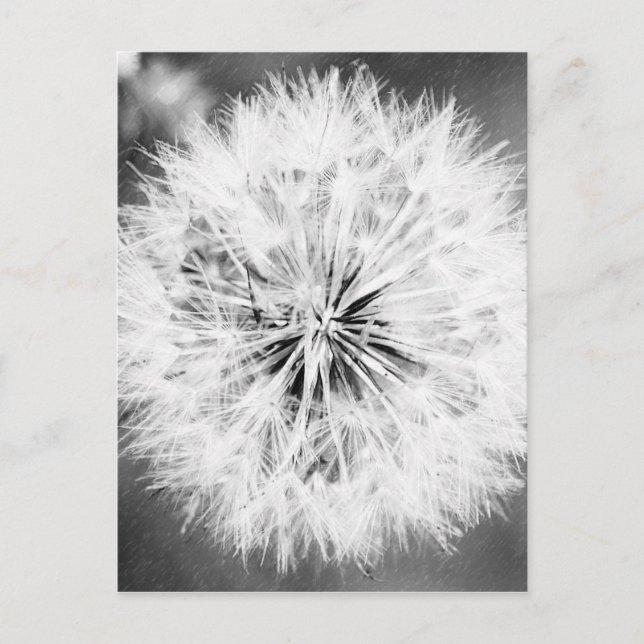 Postal Diente de león blanco y negro (Anverso)
