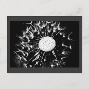 Postal diente de león negro