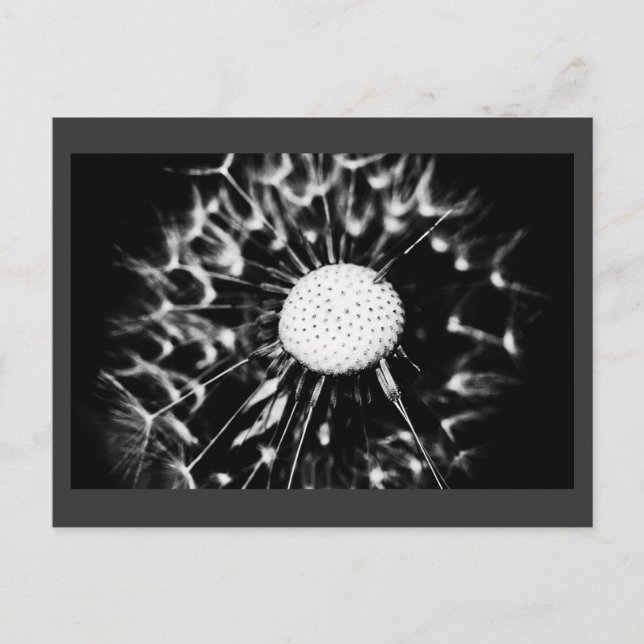 Postal diente de león negro (Anverso)
