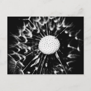 Postal diente de león negro