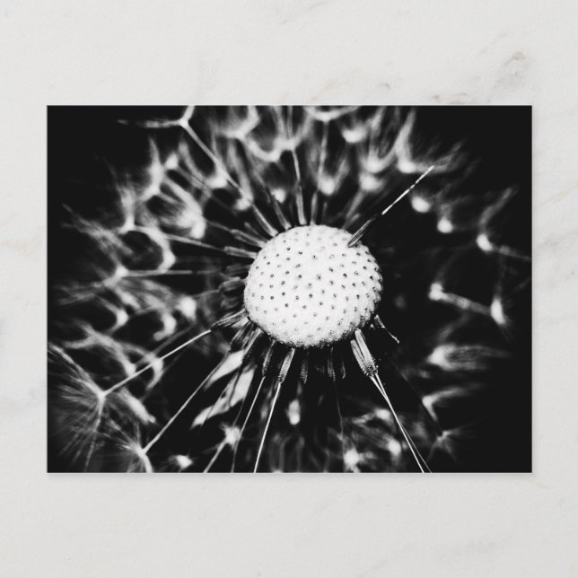 Postal diente de león negro (Anverso)