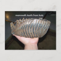 diente, diente mamut de kotz