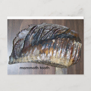 Postal diente insoportable, diente mamut
