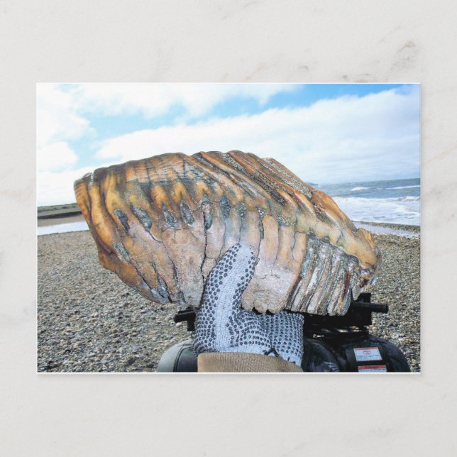 Postal diente mamut en alaska 09 (Anverso)