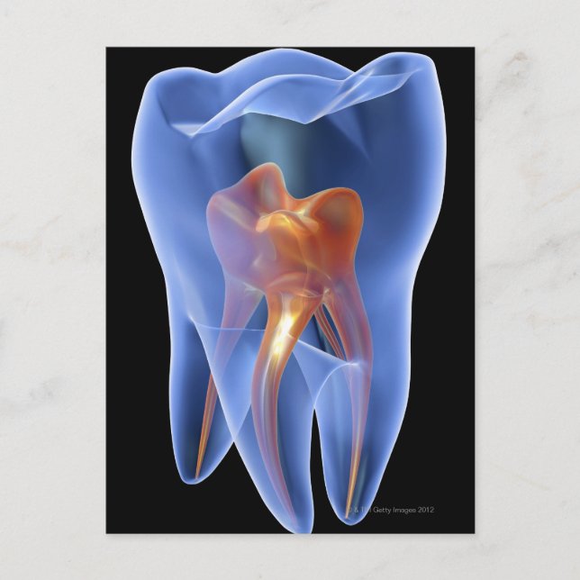 Postal Diente, sección representativa transparente de una (Anverso)